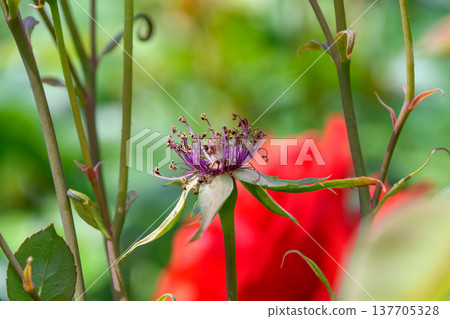 A close-up of a red rose nearing the end of its bloom and its center. 137705328