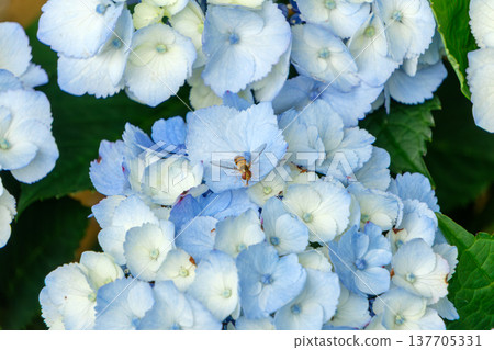 A hoverfly perched on a blue hydrangea, and the scenery of the rainy season. A hoverfly perched on a blue hydrangea, and the scenery of the rainy season. 137705331