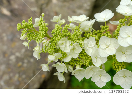 The buds and flowers of the delicate white hydrangeas. The buds and flowers of the delicate white hydrangeas. 137705332