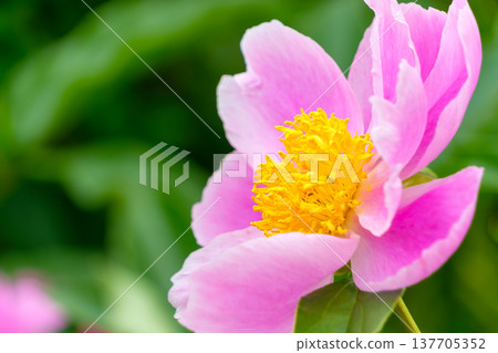 A beautiful pink peony with delicate petals and yellow stamens. A beautiful pink peony with delicate petals and yellow stamens. 137705352