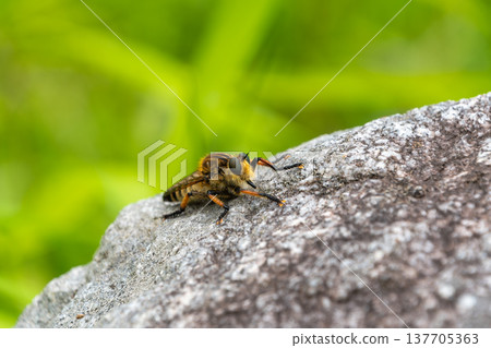 A magnificent robber fly resting its wings on a rock. 137705363