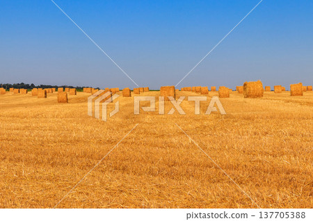 Round straw bales on a field after the grain harvest Round straw bales on a field after the grain harvest 137705388