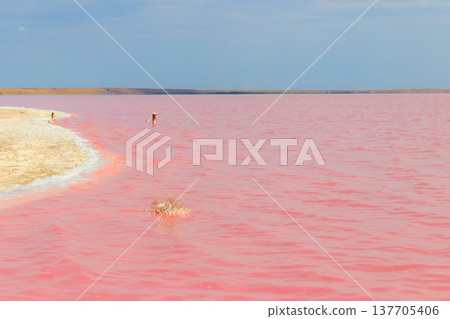 View of the pink salty Syvash lake in Kherson region, Ukraine View of the pink salty Syvash lake in Kherson region, Ukraine 137705406