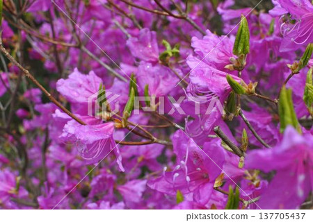 Azalea blossoms dripping with raindrops 137705437