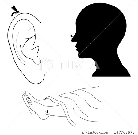 Mosquito feeding on human skin near ear nose and foot highlighting insect bite and health danger 137705673