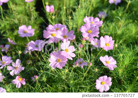 Colorful flowers are blooming fresh in the morning of spring garden with soft sunlight. Colorful flowers are blooming fresh in the morning of spring garden with soft sunlight. 137705727