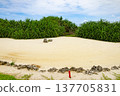 A refreshing blue sky over a beachside golf course, sandy bunkers, and a tropical resort landscape (Miyakojima City, Okinawa Prefecture) 137705831