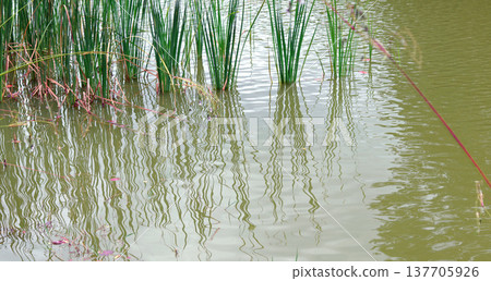 bamboo tree in water bamboo tree in water 137705926