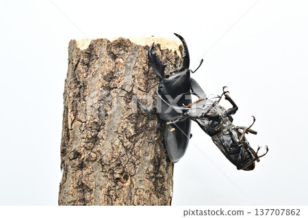 來自明古魯的蘇門答臘巨型鍬蟲（Dorcus titanus） 137707862