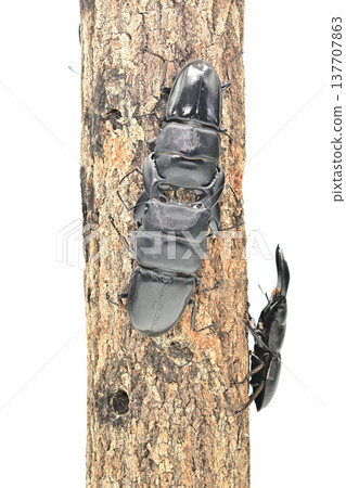 來自明古魯的蘇門答臘巨型鍬蟲（Dorcus titanus） 137707863