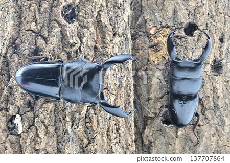 Sumatran Giant Stag Beetle (Bengkulu origin) Sumatran Giant Stag Beetle (Bengkulu origin) 137707864