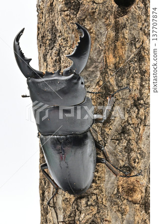 Sumatran Giant Stag Beetle (Bengkulu origin) Sumatran Giant Stag Beetle (Bengkulu origin) 137707874