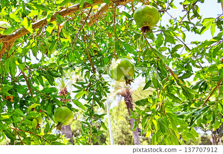 Several unripe, green pomegranates hang from leafy branches against a bright, sunlit background. The lush foliage and tropical vibe suggest a warm, Mediterranean or exotic garden setting Several unripe, green pomegranates hang from leafy branches against a bright, sunlit background. The lush foliage and tropical vibe suggest a warm, Mediterranean or exotic garden setting 137707912