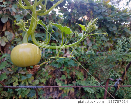 A young, light green pumpkin hangs gracefully from a curved vine in a natural garden. The image highlights delicate tendrils and emerging flower buds, symbolizing the beauty of organic growth A young, light green pumpkin hangs gracefully from a curved vine in a natural garden. The image highlights delicate tendrils and emerging flower buds, symbolizing the beauty of organic growth 137707914
