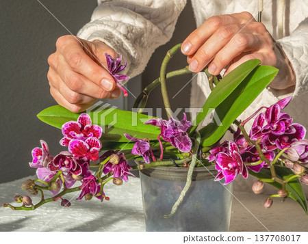 Women's hands removing faded inflorescences, handmade. 137708017