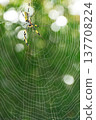 A perfect spiderweb 137708224