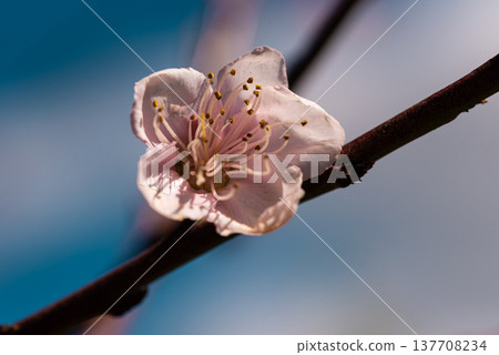 Cherry Blossom Elegance: Close-Up of Flower on Cyan Blurred Background Cherry Blossom Elegance: Close-Up of Flower on Cyan Blurred Background 137708234