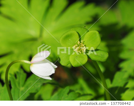 The contrast between the green, mutated Anemone nemorosa flowers and the normal white flowers. The contrast between the green, mutated Anemone nemorosa flowers and the normal white flowers. 137708442