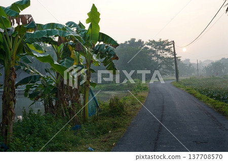 Peaceful Rural Road with Banana Trees at Misty Sunrise in Bengal Village Peaceful Rural Road with Banana Trees at Misty Sunrise in Bengal Village 137708570