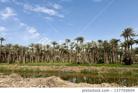 Scenes of date palm groves and agricultural irrigation canals in Egypt 137708604