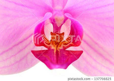 Pink orchid flower details, close-up, beauty, luxury, design Pink orchid flower details, close-up, beauty, luxury, design 137708825