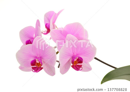 Close-up of pink orchid flowers isolated on white background 137708828
