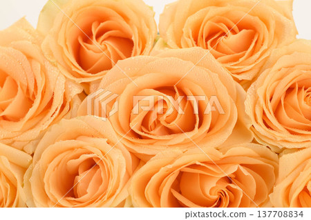 Cluster of peach-colored roses, perfect for romantic or celebratory compositions 137708834