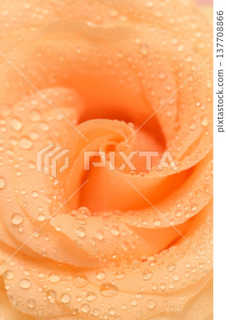 Peach rose, dewdrops, soft petals, gentle spiral, fresh morning, romantic Peach rose, dewdrops, soft petals, gentle spiral, fresh morning, romantic 137708866
