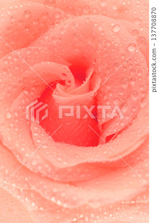 Close-up of a pink rose with water droplets Close-up of a pink rose with water droplets 137708870