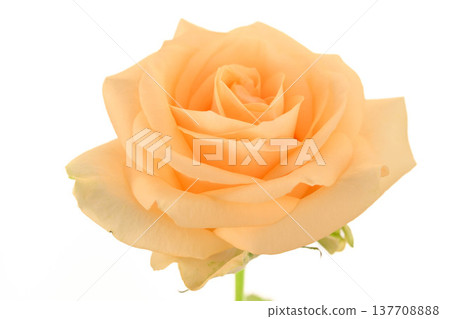 Close-up of a single peach-colored rose against a clean white backdrop 137708888