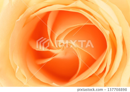 Delicate peach rose in full bloom, perfect for gentle, soothing visuals Delicate peach rose in full bloom, perfect for gentle, soothing visuals 137708898