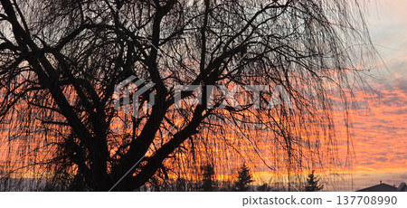 A tree against a backdrop of unusual pink-orange clouds at sunset. High quality photo A tree against a backdrop of unusual pink-orange clouds at sunset. High quality photo 137708990