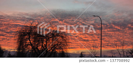 A tree against a backdrop of unusual pink-orange clouds at sunset. High quality photo 137708992