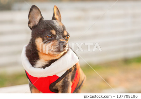 Small breed Chihuahua dog in clothes outdoors. 137709196