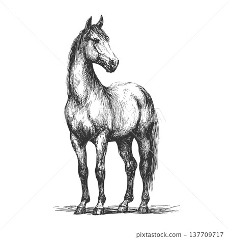 Western Standing Horse Vintage Engraved Vector Illustration Ranch Animal Western Standing Horse Vintage Engraved Vector Illustration Ranch Animal 137709717