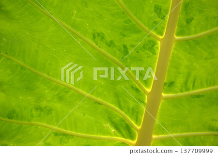 Indian Alocasia - Leaf Pattern Indian Alocasia - Leaf Pattern 137709999