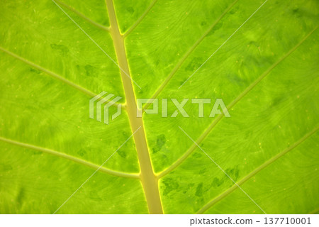 印度海芋 - 葉片圖案 印度海芋 - 葉片圖案 137710001