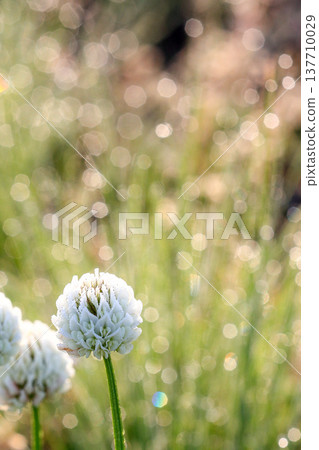 沾滿晨露的白三葉草，沐浴在光影的散景中－豎幅 137710029