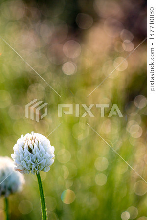 春日清晨露珠與白三葉草的景色(垂直圖) 春日清晨露珠與白三葉草的景色(垂直圖) 137710030