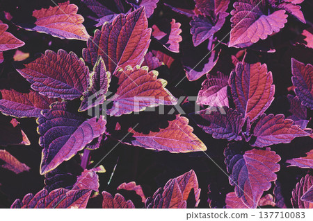 Purple red ornamental plant Coleus of the Lamiaceae family 137710083