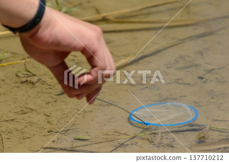 Hand scooping aquatic insect with small net in shallow pond 137710212