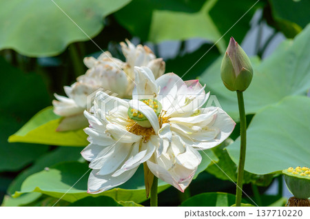 White lotus flower with bud and seed pod on pond 137710220