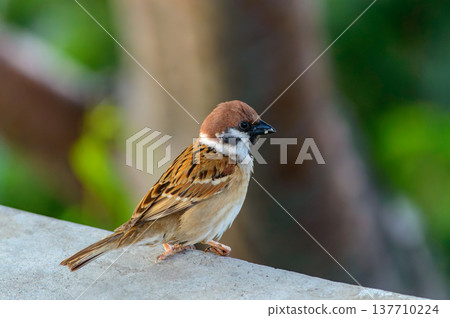 Sparrow perched on concrete ledge with green bokeh background Sparrow perched on concrete ledge with green bokeh background 137710224