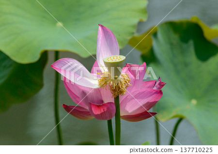 Pink lotus bloom with seed pod in pond Pink lotus bloom with seed pod in pond 137710225