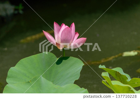 Pink lotus bloom on pond with green lily pads 137710228