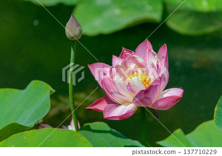 Pink lotus flower blooming on pond with lily pads Pink lotus flower blooming on pond with lily pads 137710229