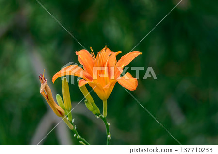 Orange daylily flower close-up with green bokeh background 137710233