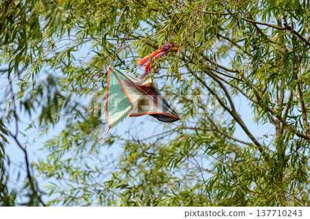 Colorful kite stuck in tree branches on a windy day Colorful kite stuck in tree branches on a windy day 137710243
