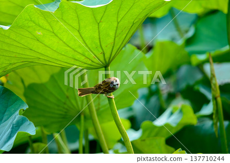 Small sparrow perched under lotus leaf in green pond Small sparrow perched under lotus leaf in green pond 137710244