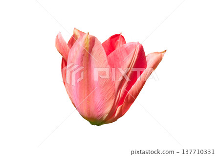 Young pink tulip flower head isolated on white 137710331